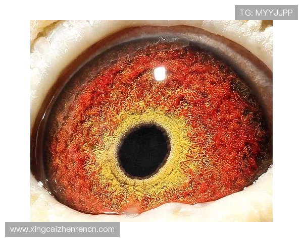 深入了解ag平台的在线入口入口流程与操作技巧指南